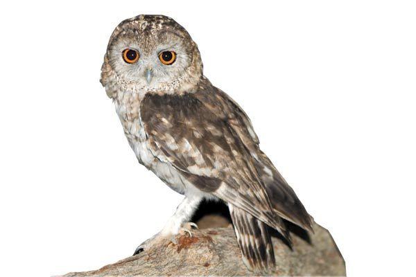 Omani owl The Truth about the Omani Owl Y Magazine