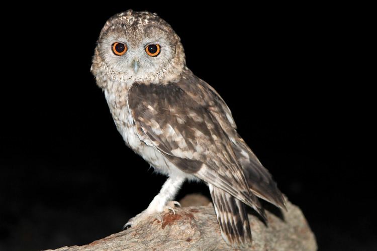 Omani owl Unravelling the mystery of the Omani Owl Sound Approach
