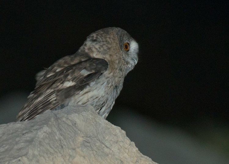 Omani owl Magnus Robb Undiscovered Owls Birding Frontiers