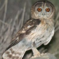 Omani owl wwwowlpagescomowlsspeciesimagesomaniowlavd