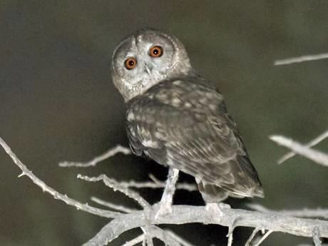 Omani owl New owl of Oman discovered by its hoot Doubtful News