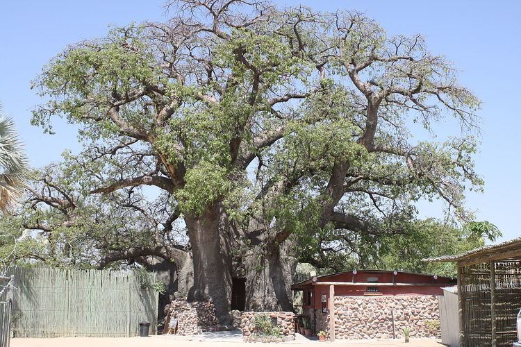 Ombalantu baobab tree