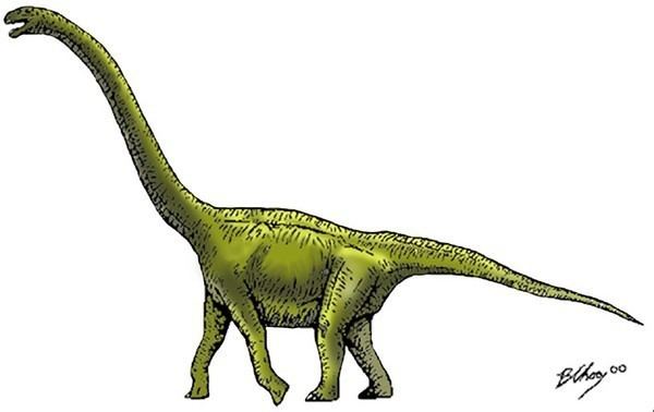 Omeisaurus Omeisaurus Pictures amp Facts The Dinosaur Database