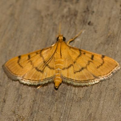 Omiodes Crambid Snout Moth Hodges 5212 Omiodes indicata BugGuideNet
