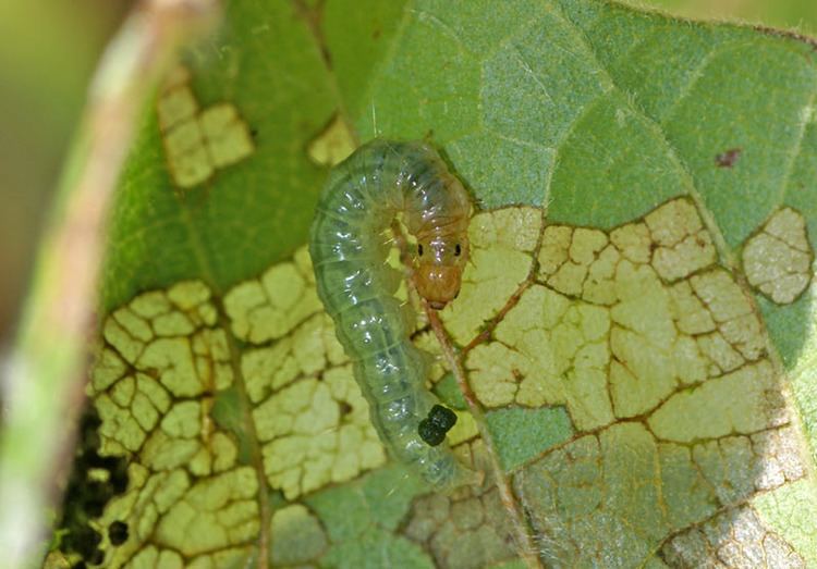 Omiodes indicata Insect Pests