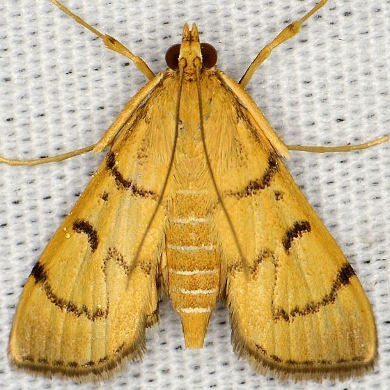 Omiodes indicata Beanleaf Webworm Moth Omiodes indicata BugGuideNet