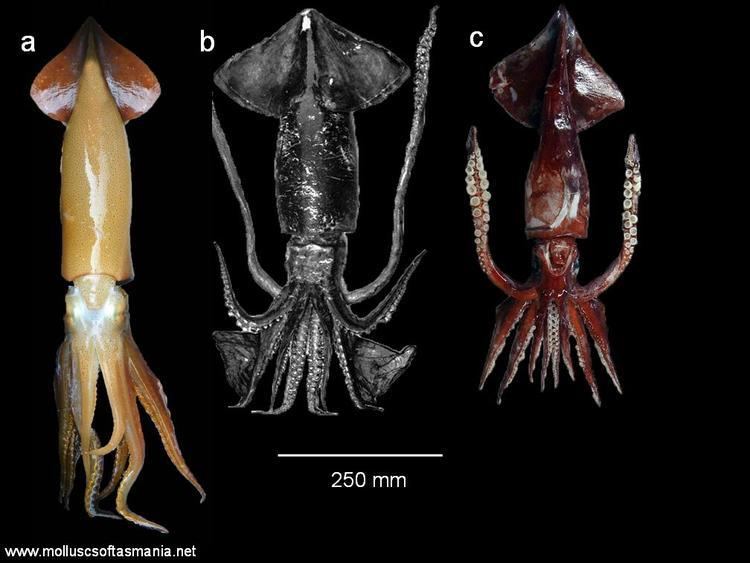 Ommastrephidae - Alchetron, The Free Social Encyclopedia