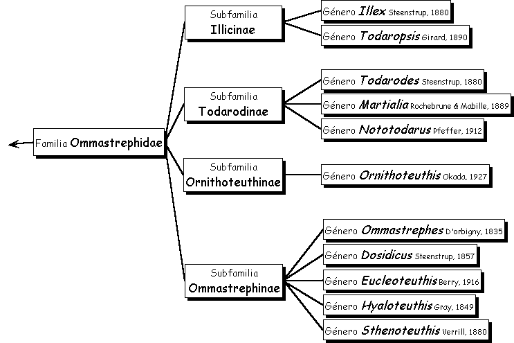 Ommastrephidae - Alchetron, The Free Social Encyclopedia