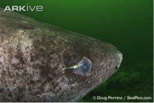 Ommatokoita UH Biology Blog Archive The Greenland Shark and the Copepod