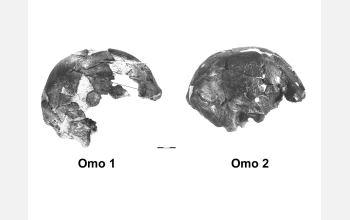 Omo remains New Clues Add 40000 Years to Age of Human Species NSF National