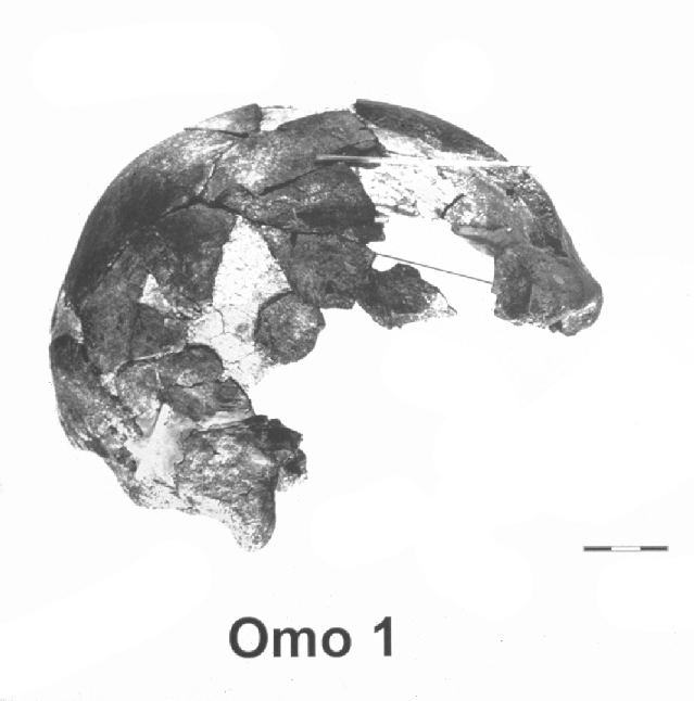 Omo remains The Oldest Fossil Remains of Anatomically Modern Humans Circa