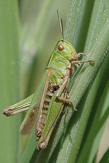 Omocestus viridulus httpsuploadwikimediaorgwikipediacommonsthu
