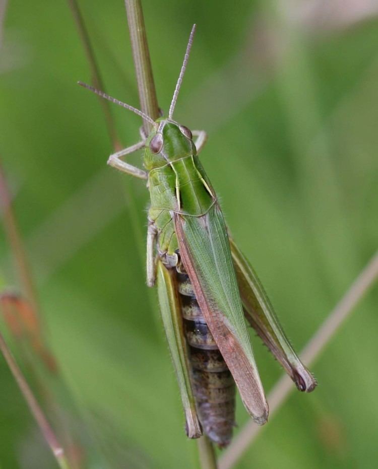 Omocestus viridulus Common Green Grasshopper Omocestus viridulus NatureSpot