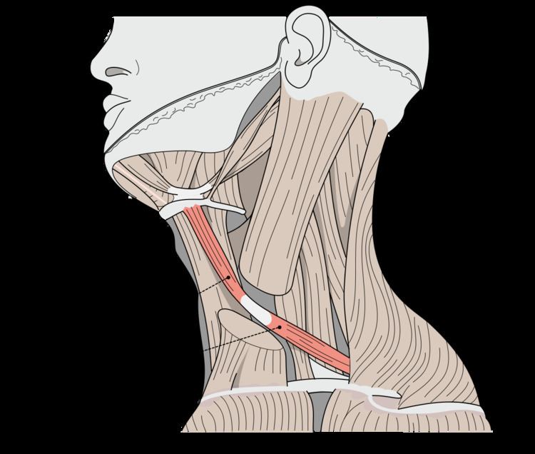 Omohyoid muscle