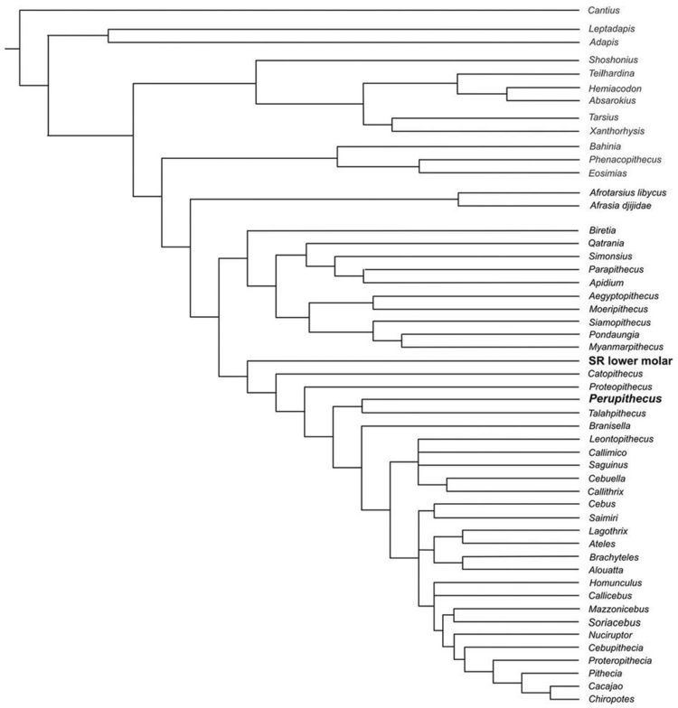 Omomyidae Phylogenetic positions of Perupithecus and the lower molar CPI6487