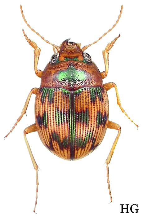 Omophron Omophron Omophron tesselatum Say 1823 Carabidae