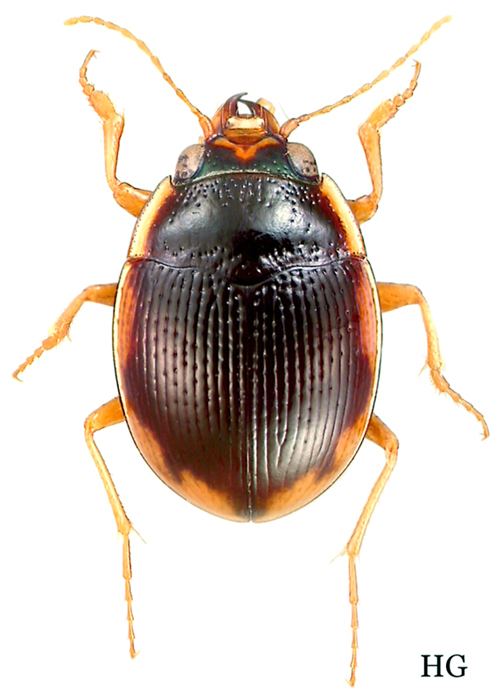 Omophron Omophron Omophron labiatum Fabricius Carabidae