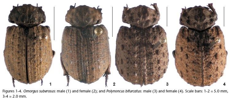 Omorgus Omorgus suberosus and Polynoncus bifurcatus Coleoptera