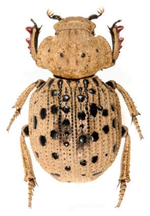 Omorgus 1000 images about escarabajos Omorgus on Pinterest Mars