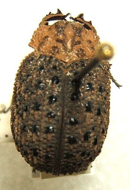 Omorgus granulatus