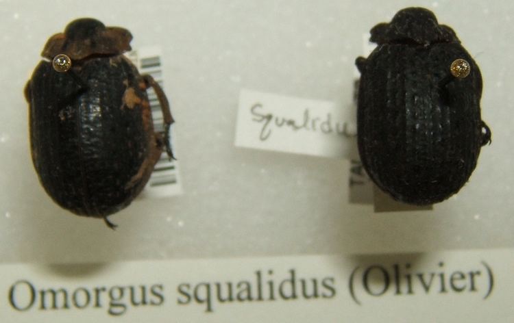 Omorgus squalidus