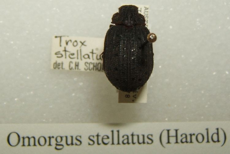 Omorgus stellatus