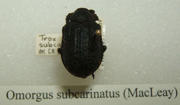Omorgus subcarinatus