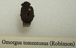 Omorgus tomentosus httpsuploadwikimediaorgwikipediacommonsthu