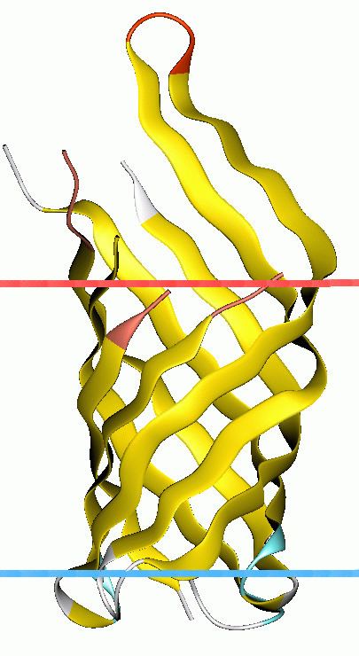 OmpA-like transmembrane domain