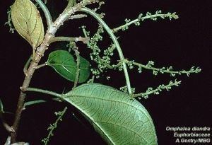 Omphalea Omphalea diandra Fruit amp Useful Plants O