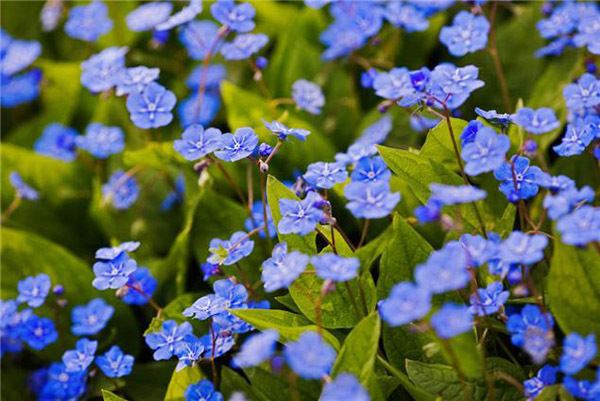Omphalodes cappadocica 2 Omphalodes Cappadocica 8 Plants That Love the Shade