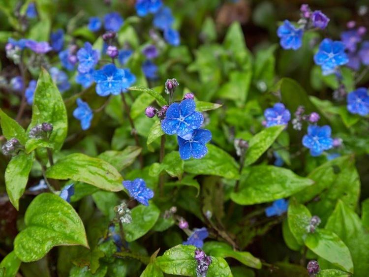 Omphalodes cappadocica The Freerange Gardener Plant of the Moment No23 Omphalodes