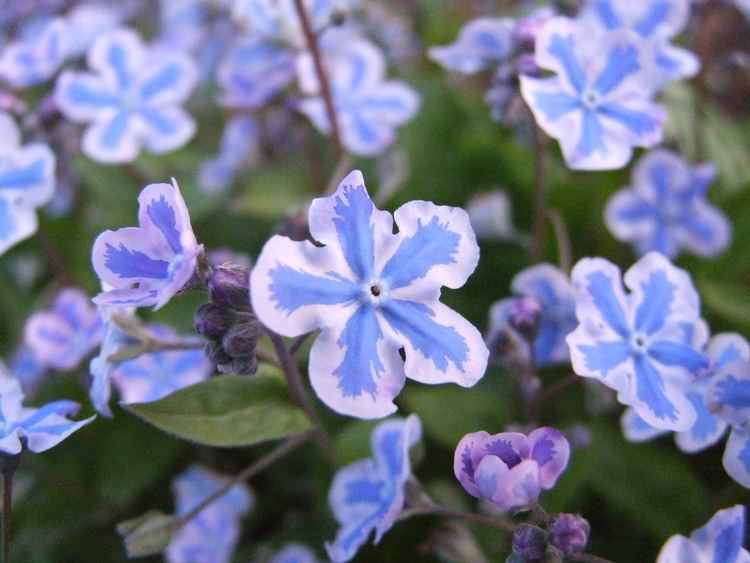 Omphalodes Omphalodes cappadocica 39Starry Eyes39 Navelwort plant lust
