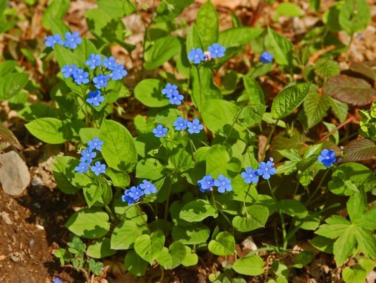Omphalodes verna Omphalodes verna Moench Checklist View