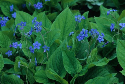 Omphalodes verna View Plant Great Plant Picks