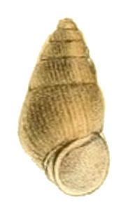 Omphalotropis costulata