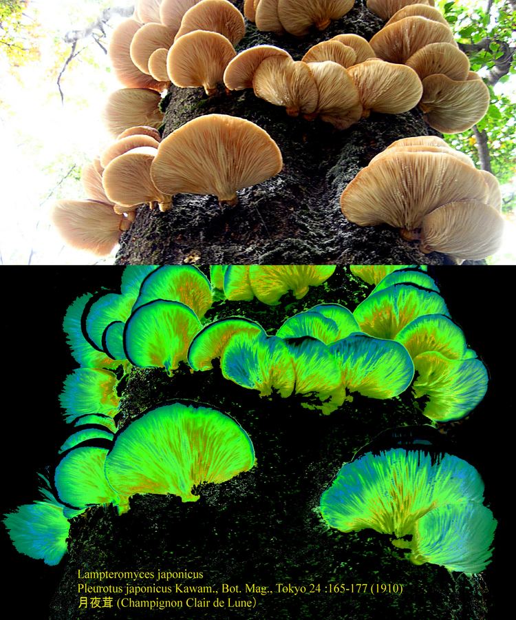 Omphalotus japonicus Pleurote quotclair de lunequot Lampteromyces japonicus Ki