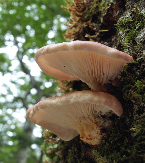 Omphalotus japonicus Omphalotus japonicus