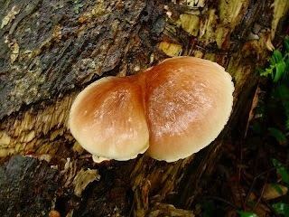 Omphalotus japonicus Japan It39s A Wonderful Rife Poisonous Japanese Mushrooms