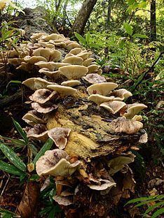 Omphalotus japonicus httpsuploadwikimediaorgwikipediacommonsthu