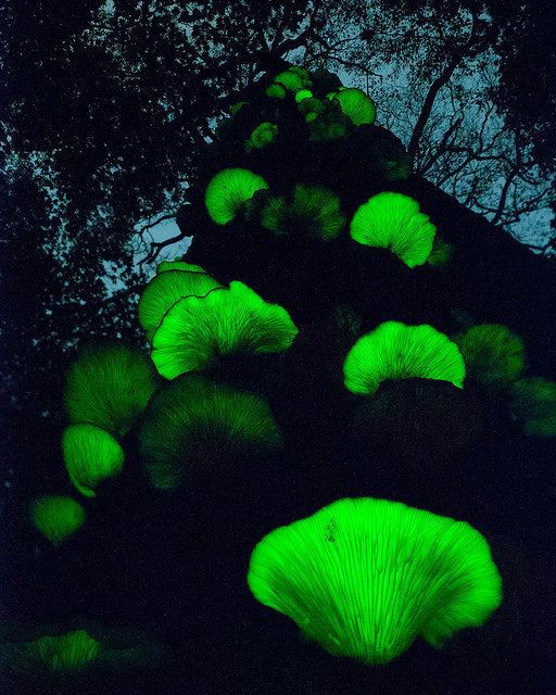 Omphalotus japonicus Tsukiyotake MoonNight Mushroom Omphalotus Japonicus in AwN for Earth