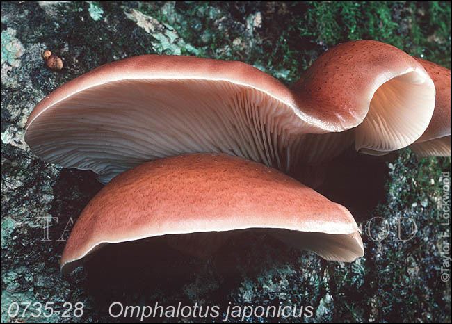 Omphalotus japonicus Omphalotus japonicus MushroomPro