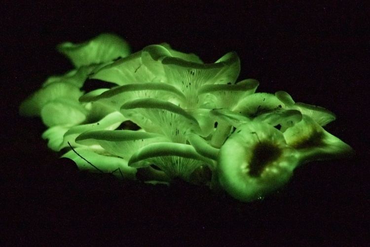 Omphalotus nidiformis Glow in the Dark Mushrooms Omphalotus nidiformis