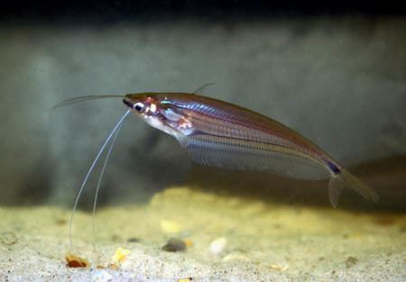 Ompok Ompok eugeneiatus Borneo Glass Catfish Seriously Fish