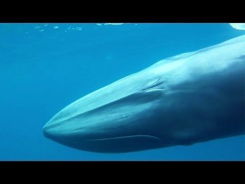 Omura's whale Balaenoptera omurai Omura39s whale YouTube