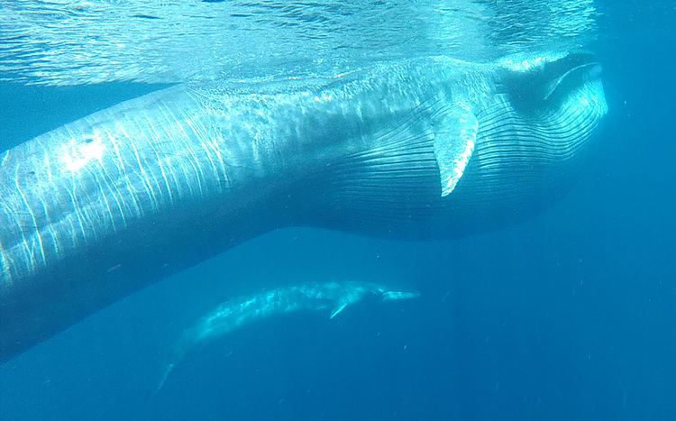 Omura's whale This BusSize Whale Is Even More Unusual Than We Thought