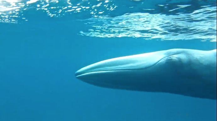 Omura's whale Rare Omura39s whales the leastknown whale species documented in