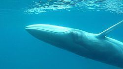 Omura's whale httpsuploadwikimediaorgwikipediacommonsthu