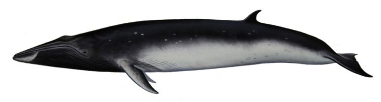 Omura's whale Omura39s Whale ferrebeekeeper