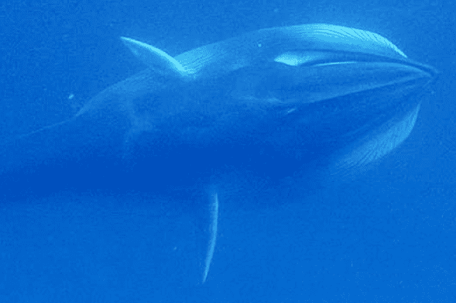 Omura's whale The mysterious Omura39s whale Wildlife Articles
